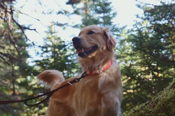 Traceur GPS léger fixé sur le collier d'un chien golden retriever